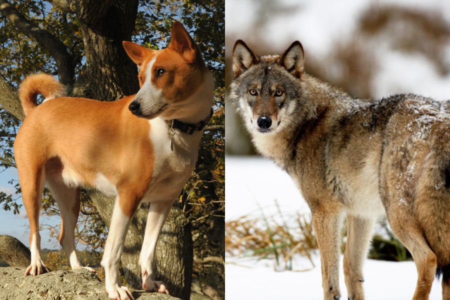 Dogs are descendants of wolves