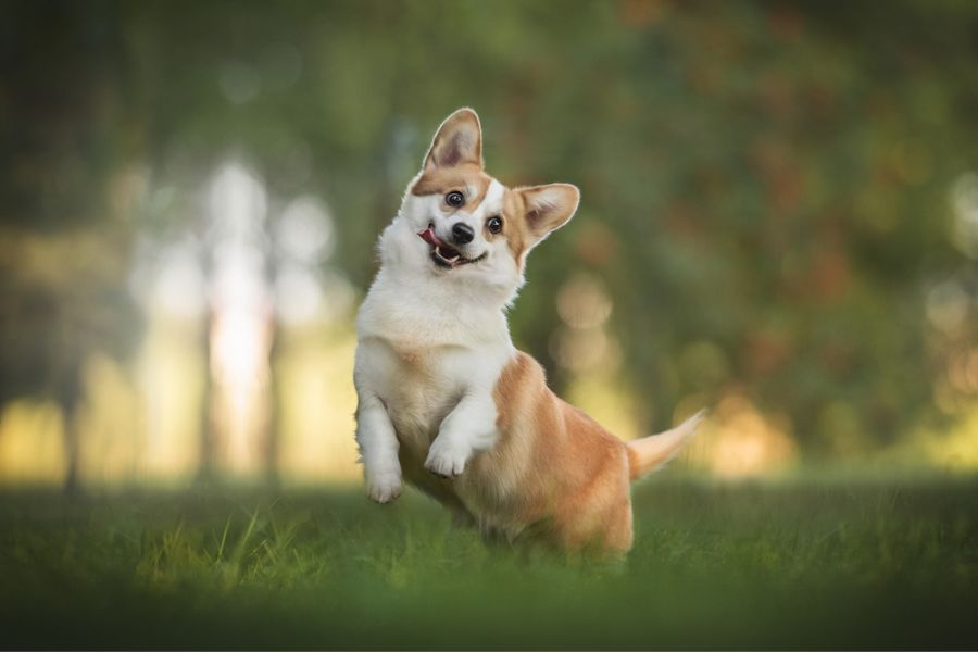 http://www.getyourpetcertified.org/wp-content/uploads/2023/07/Corgi-entertained-active-and-living-a-fulfilling-lifestyle.jpg