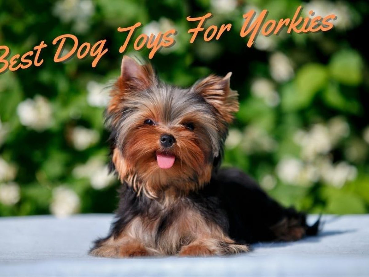 https://www.getyourpetcertified.org/wp-content/uploads/2023/06/Best-Dog-Toys-For-Yorkies-1200x900.jpg