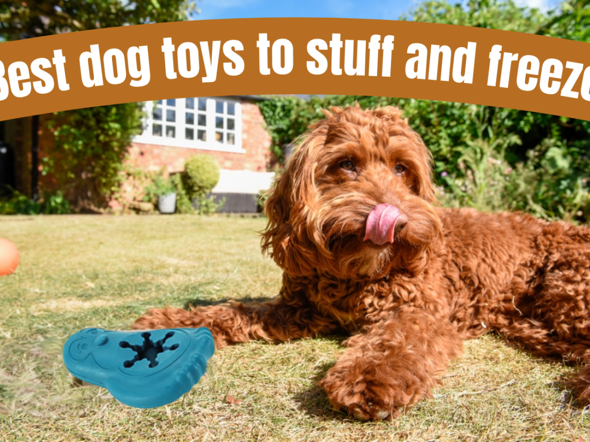 https://www.getyourpetcertified.org/wp-content/uploads/2023/06/Best-dog-toys-to-stuff-and-freeze-1200x900.png