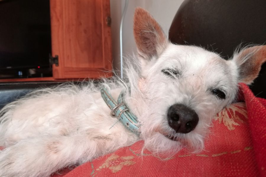 a Jack Russell Terrier calms down due to age