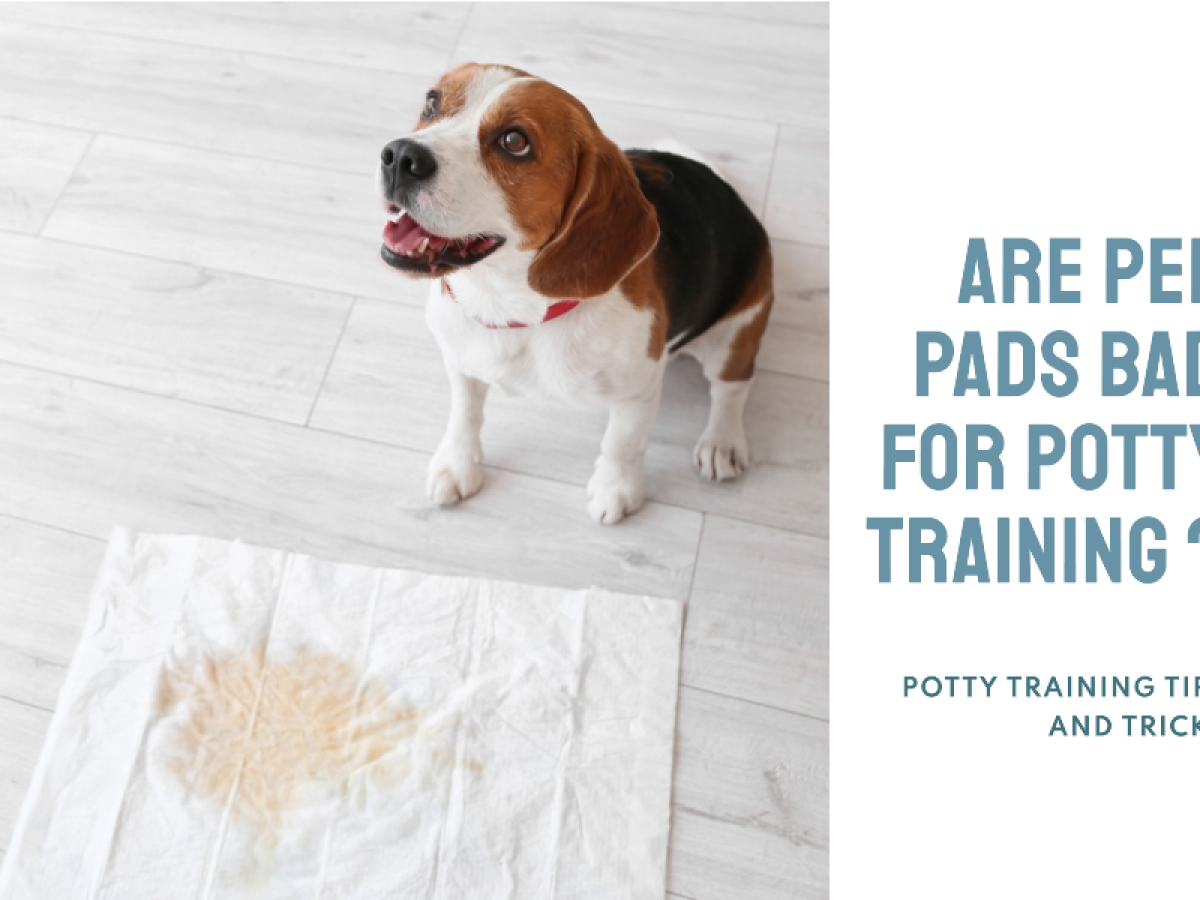 Are puppy pads clearance bad for potty training