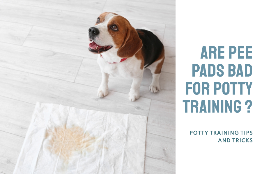 are-pee-pads-bad-for-potty-training-helpful-or-useless-get-your-pet