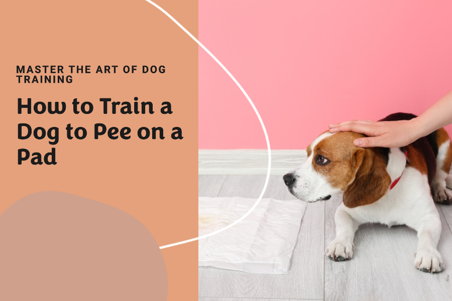 How to Train a Dog to Pee on a Pad Expert Strategies for Dog Pad