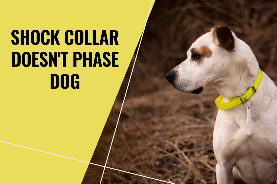 Shock Collar Doesn't Phase Dog: Remarkable Tolerance to Shock Collar ...